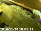 0161120180100-00